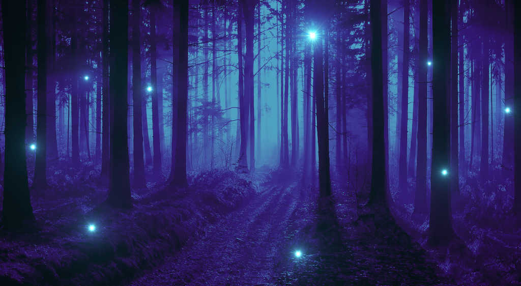 Forest background image